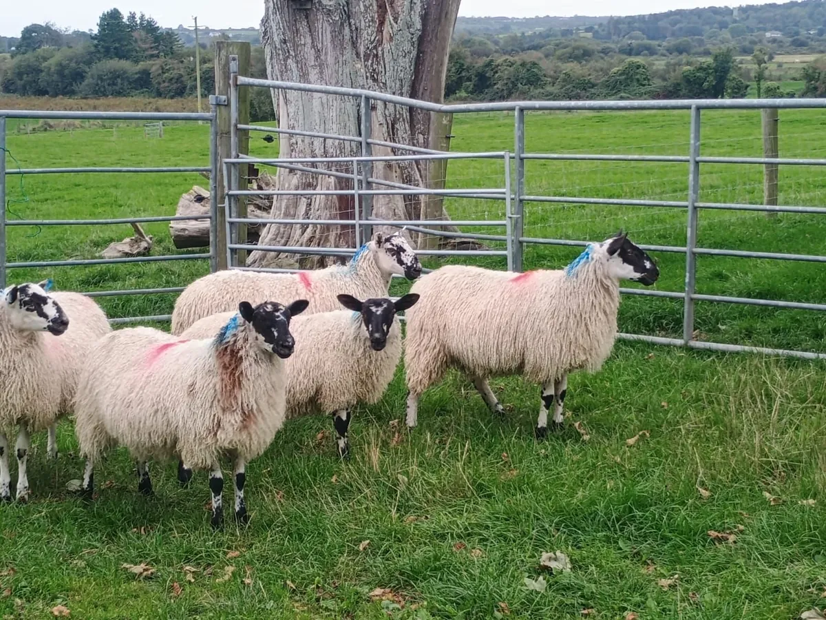 Mule ewe lambs - Image 3