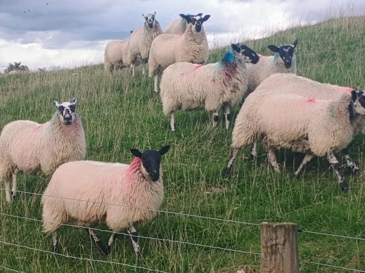 Mule ewe lambs - Image 4