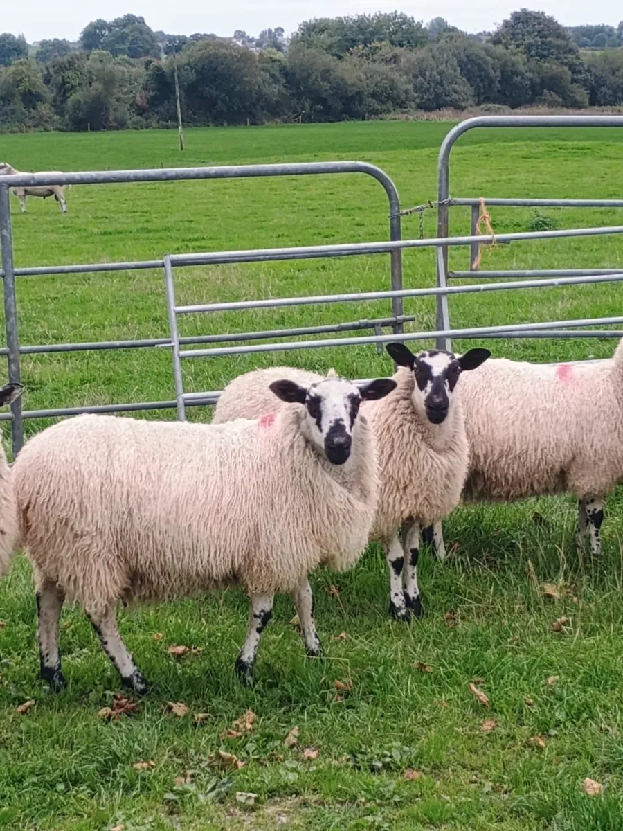 Mule ewe lambs - Image 1
