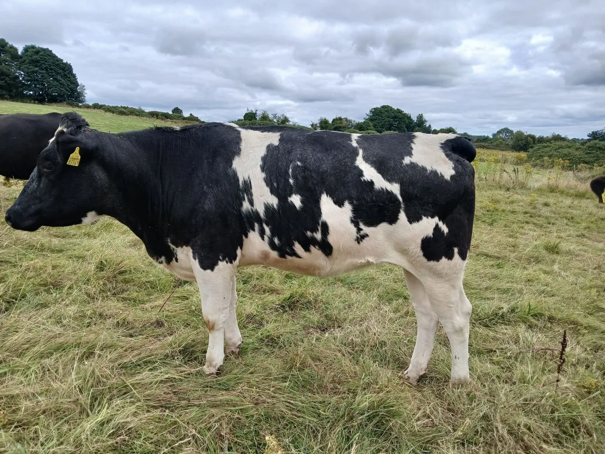 3 in calf Heifers - Image 2