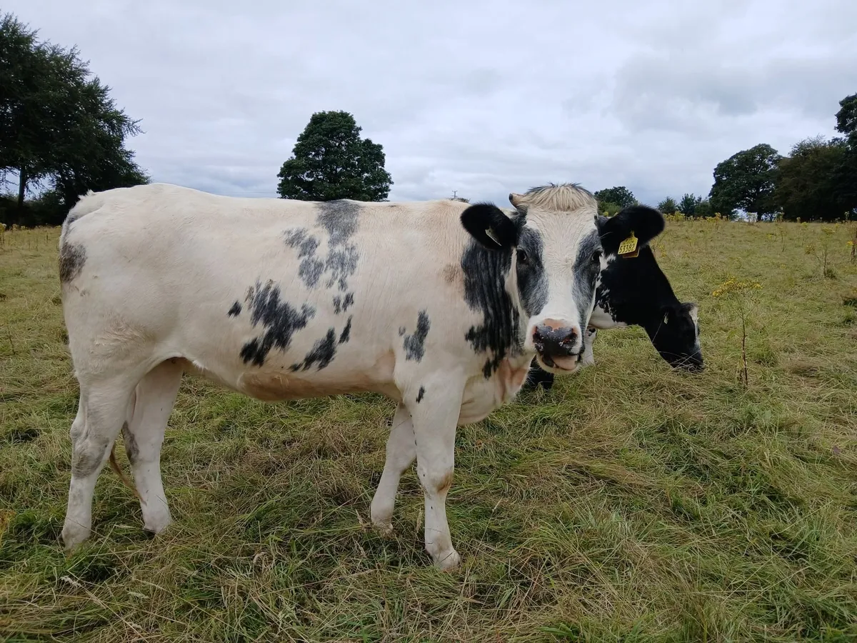 3 in calf Heifers - Image 3