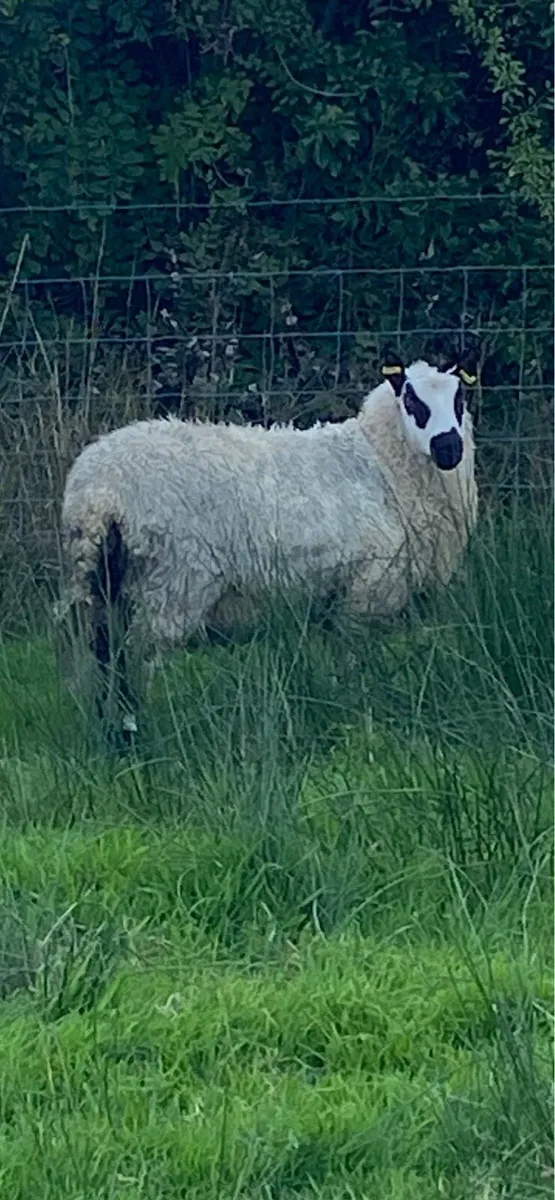 Pure Bred registered KerryHill ram Lambs - Image 3