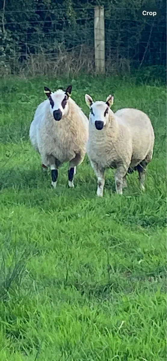 Pure Bred registered KerryHill ram Lambs - Image 4