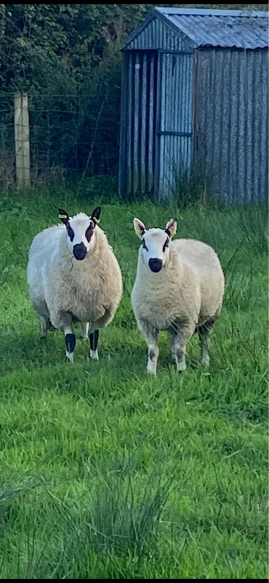Pure Bred registered KerryHill ram Lambs - Image 1