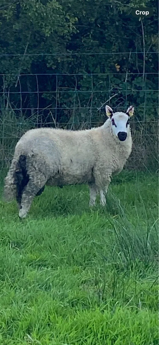 Pure Bred registered KerryHill ram Lambs - Image 2