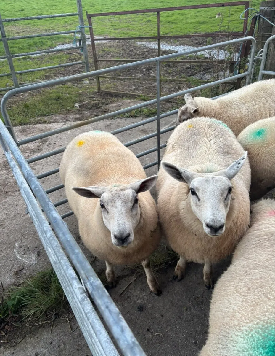 Ewe lambs - Image 4