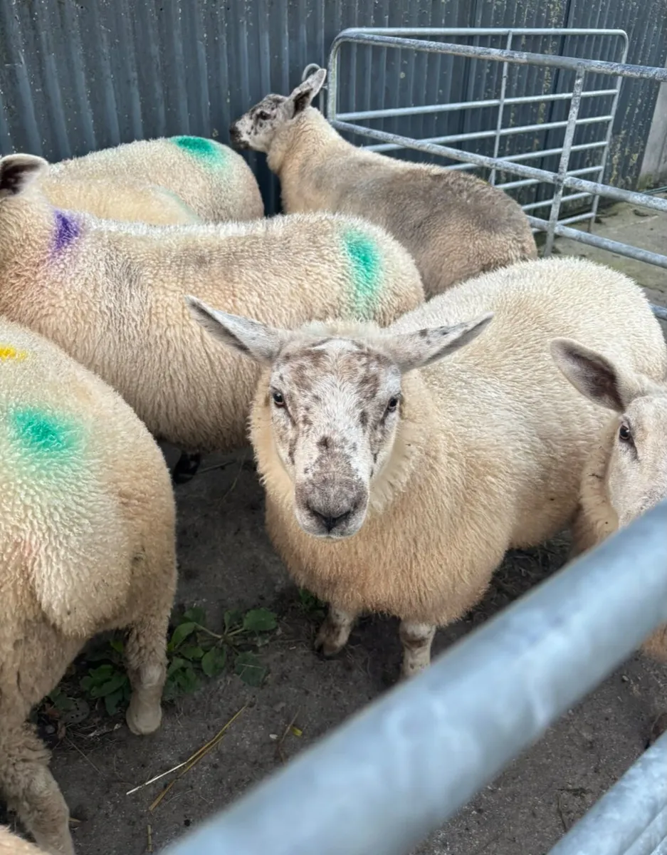 Ewe lambs - Image 1