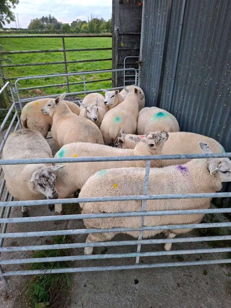 Ewe lambs - Image 2