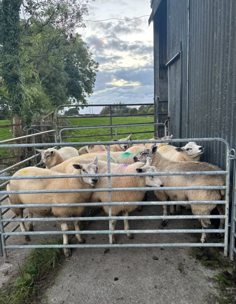 Ewe lambs - Image 3