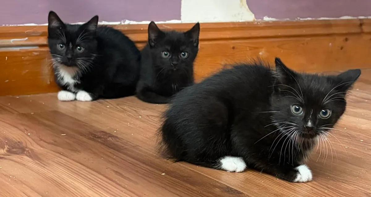 Kittens - Image 1