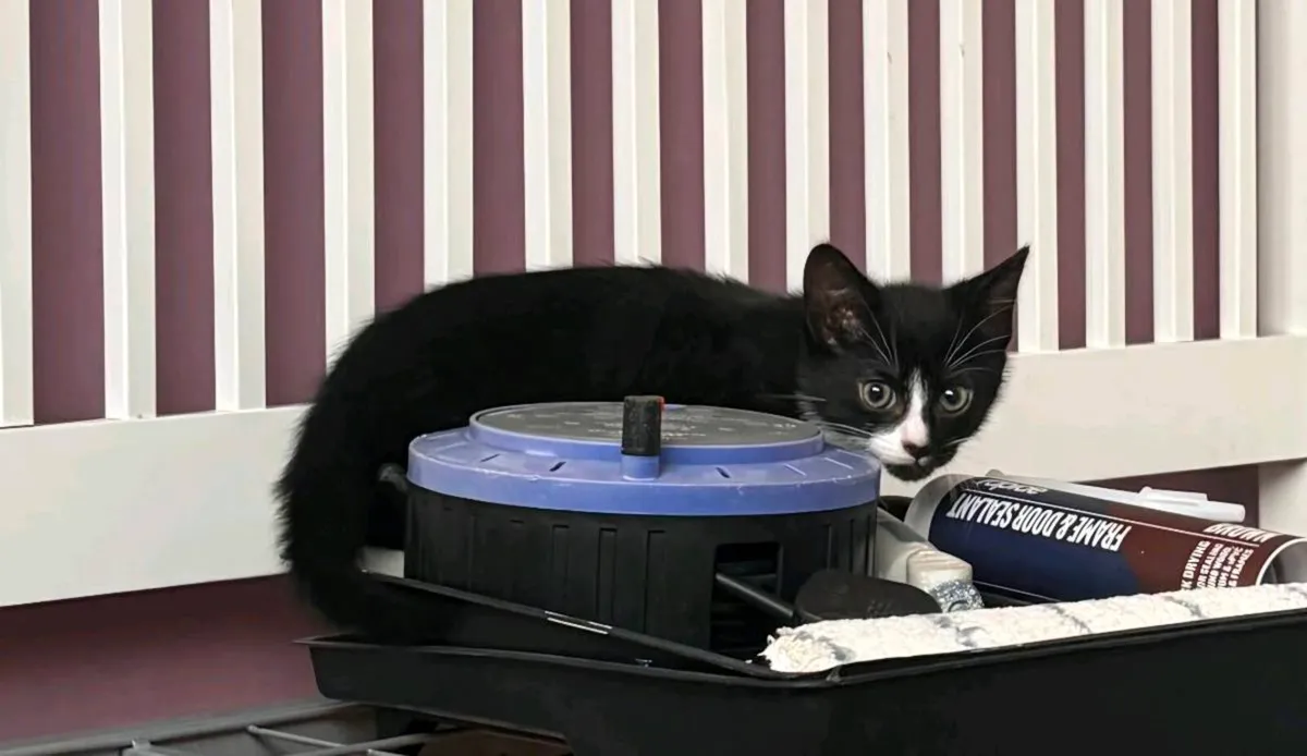 Kittens - Image 4