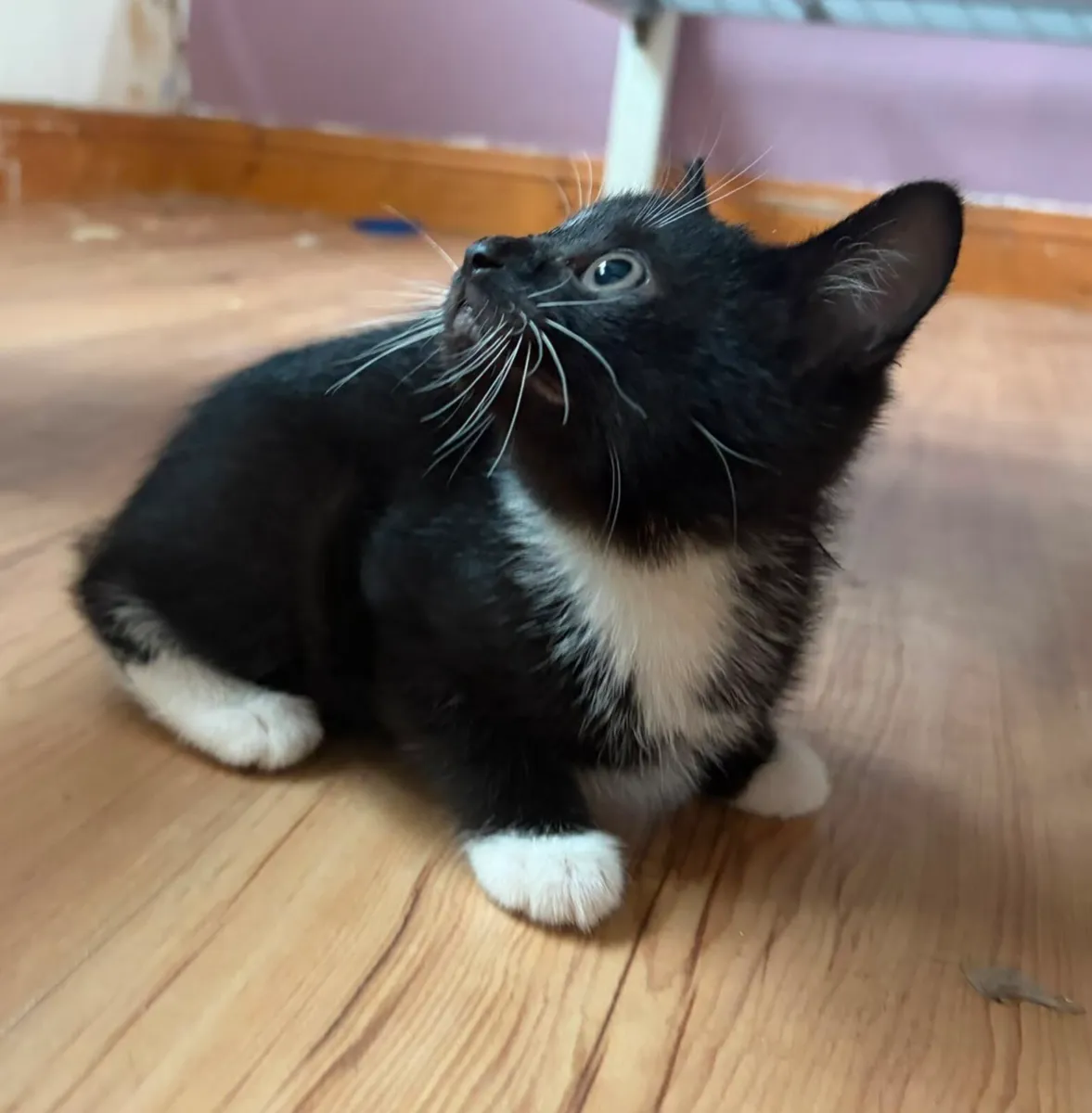 Kittens - Image 2