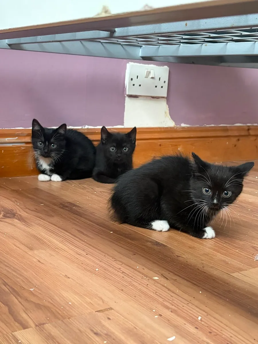 Kittens - Image 3