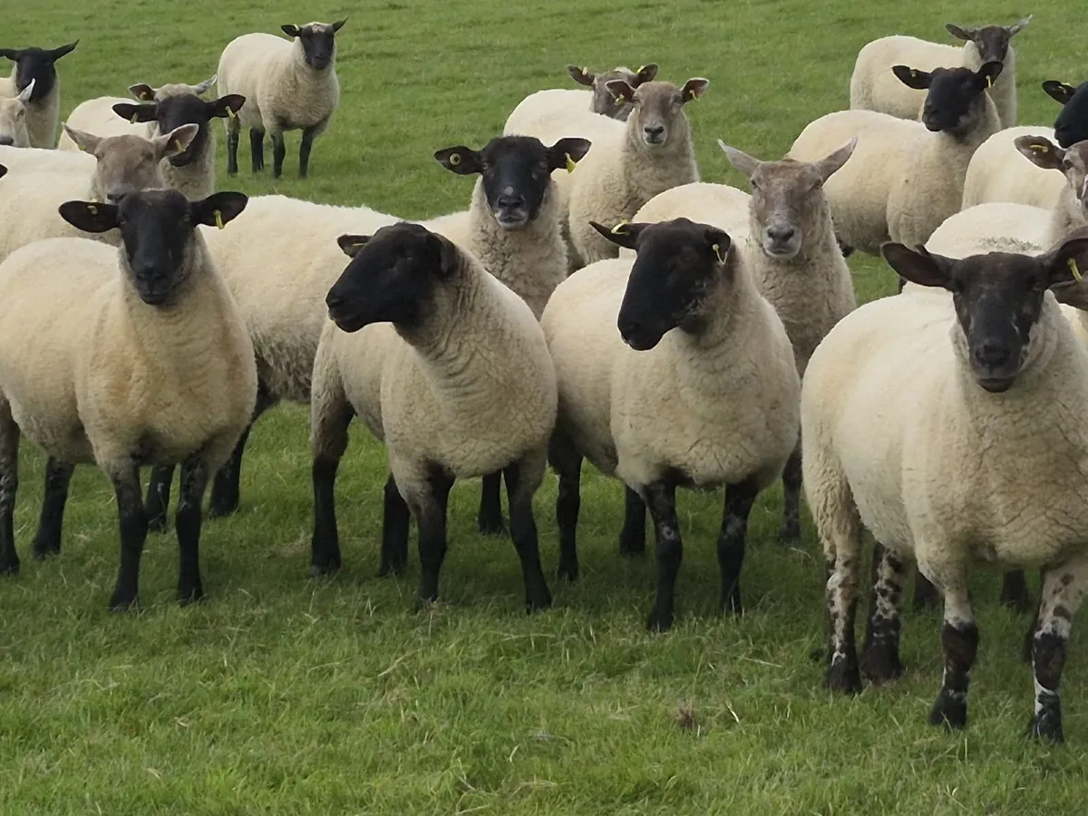 40 Suffolk X Ewe Hoggets - Image 2