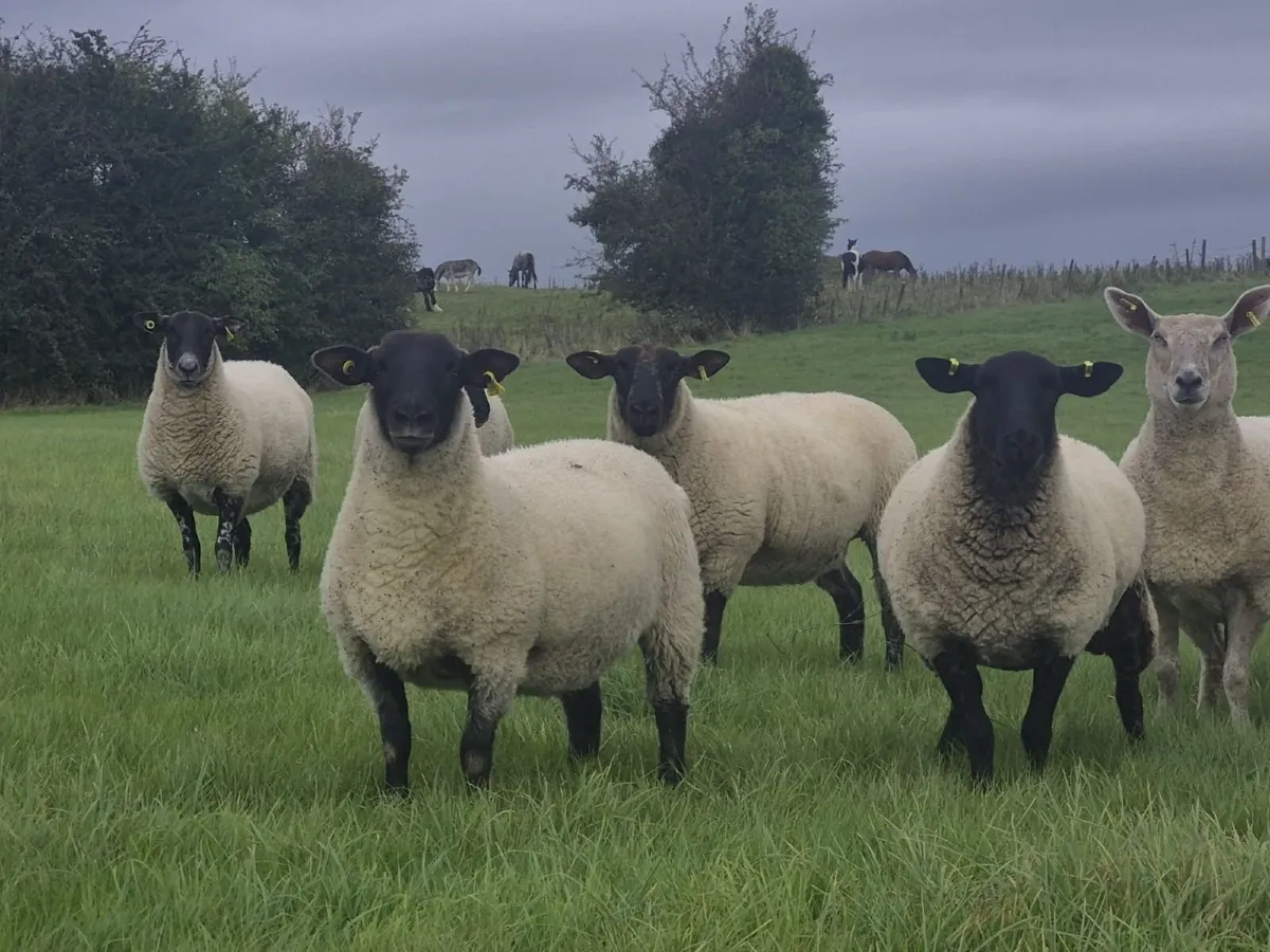 40 Suffolk X Ewe Hoggets - Image 3