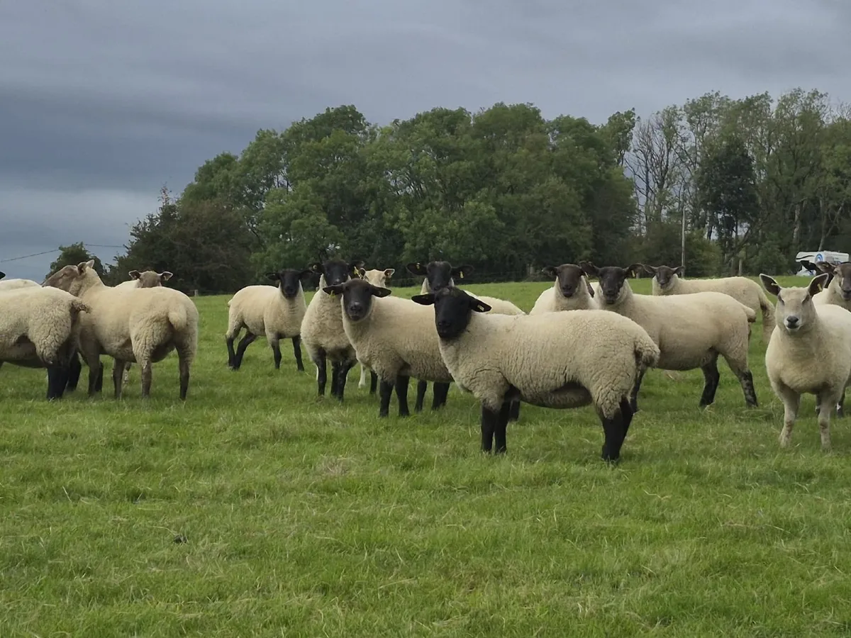 40 Suffolk X Ewe Hoggets - Image 1