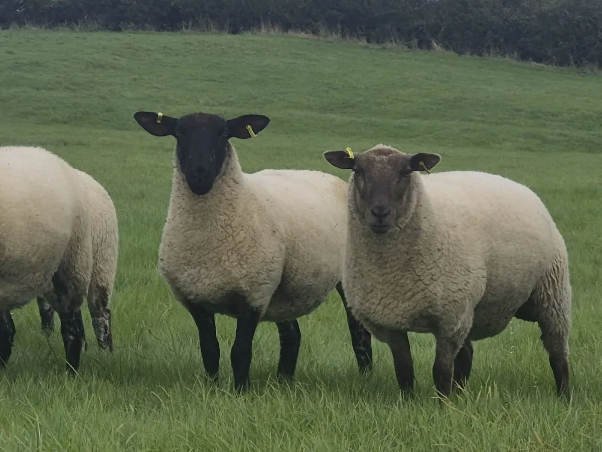 40 Suffolk X Ewe Hoggets - Image 4