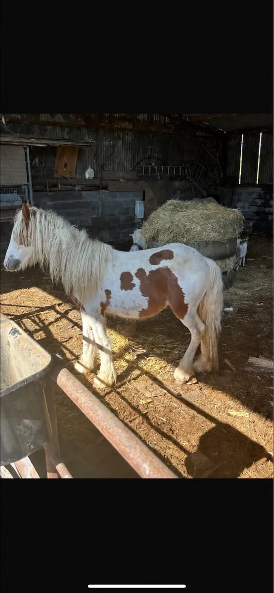 Cob horses - Image 1
