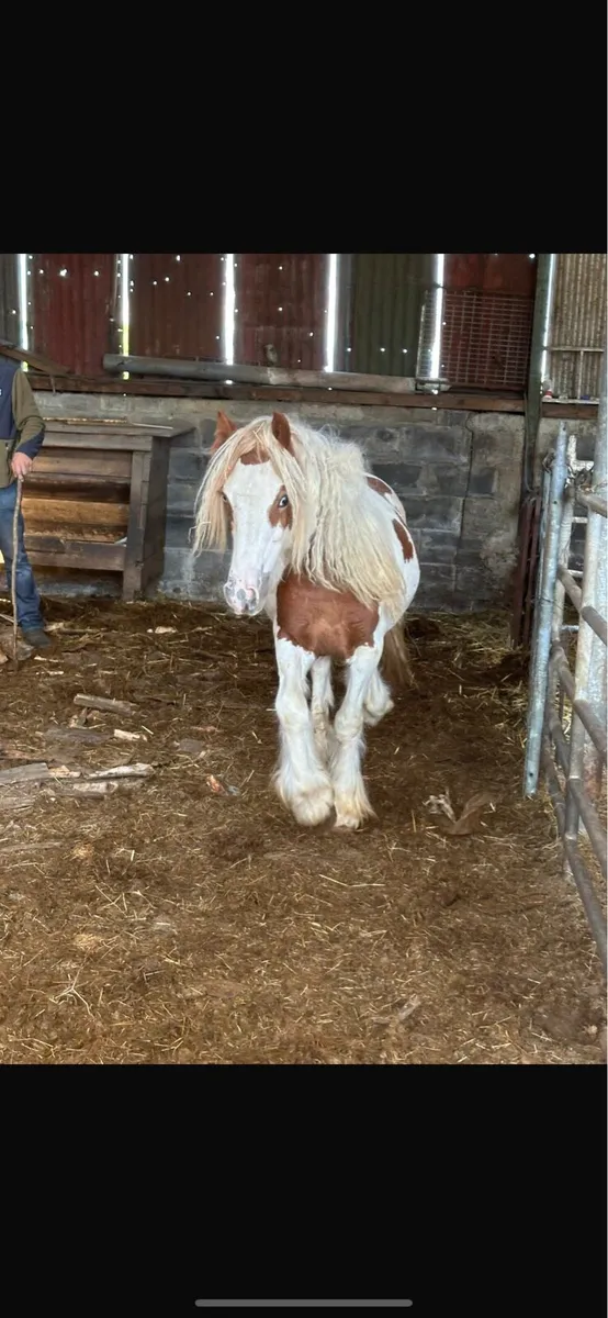 Cob horses - Image 2