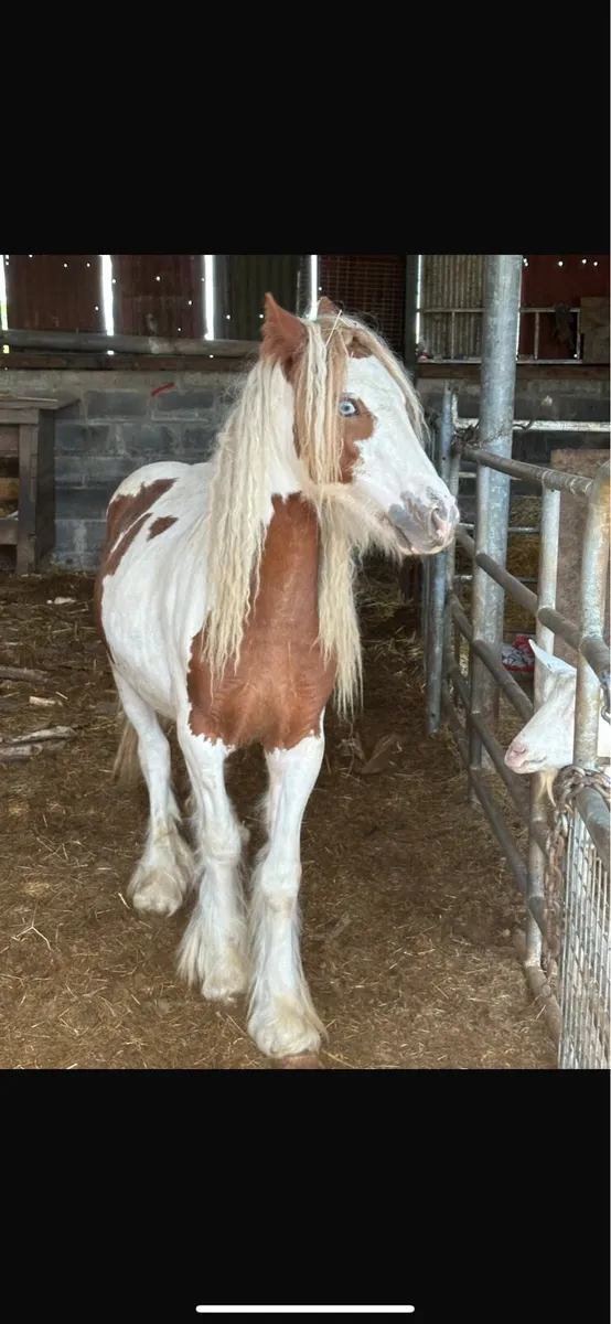 Cob horses - Image 3