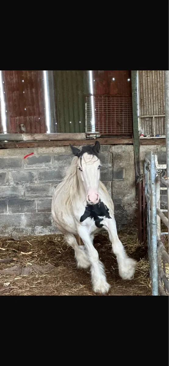 Cob horses - Image 4