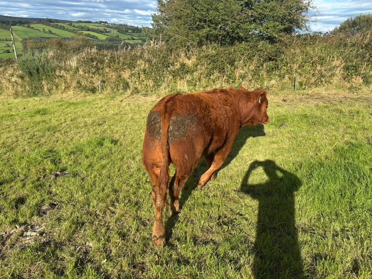 3 organic bullocks for sale at Gortlea 23/9/2026 - Image 2