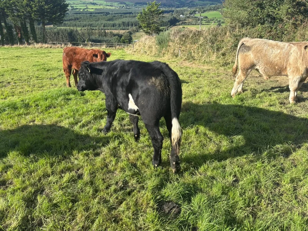 3 organic bullocks for sale at Gortlea 23/9/2026 - Image 3