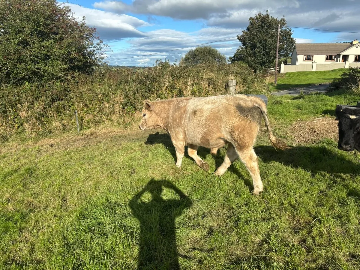 3 organic bullocks for sale at Gortlea 23/9/2026 - Image 4