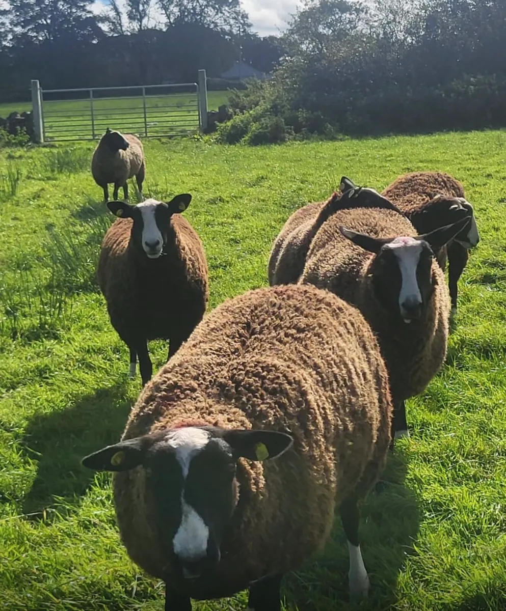 Pedigree Zwartble Ewe Lambs - Image 2