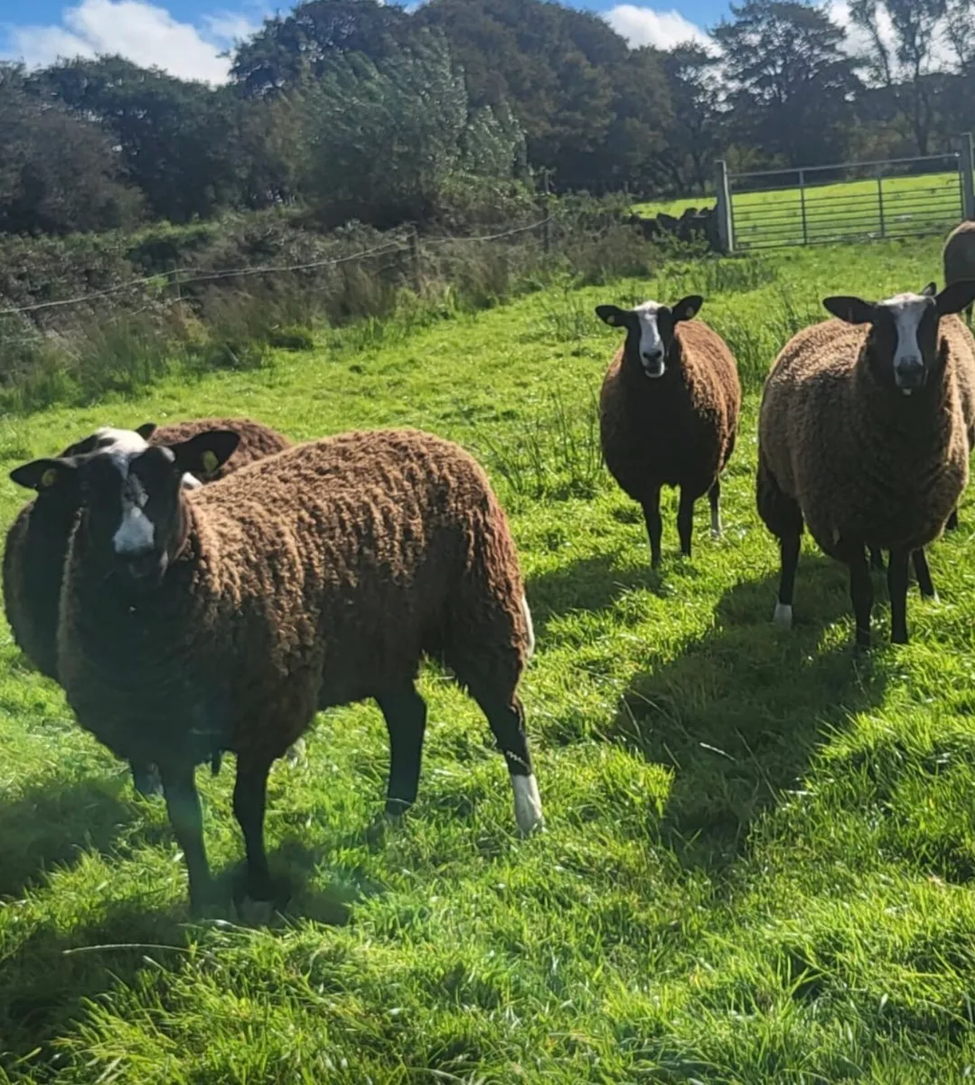 Pedigree Zwartble Ewe Lambs - Image 1