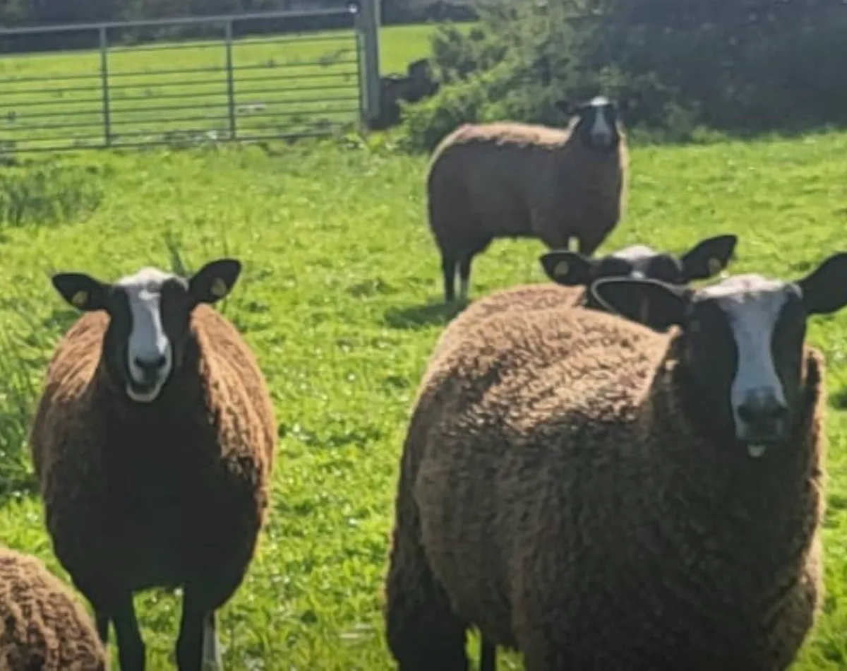 Pedigree Zwartble Ewe Lambs - Image 3