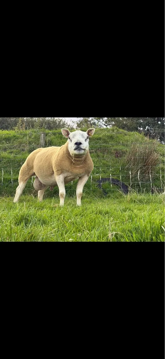 Pedigree shearling rams - Image 4