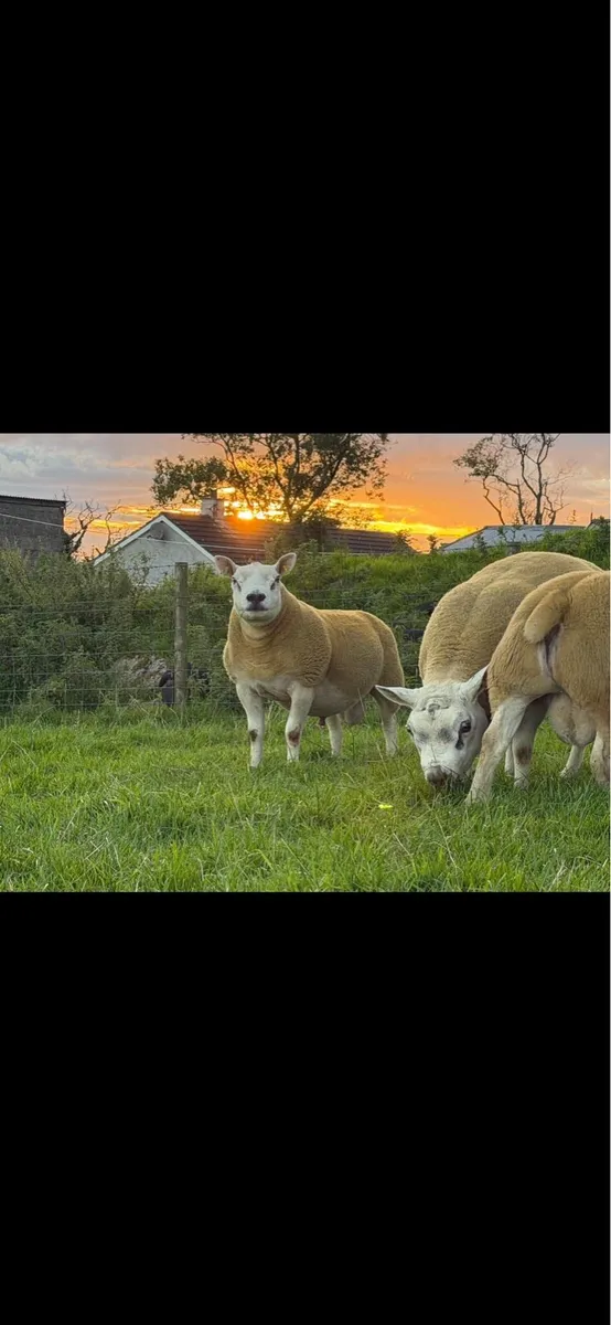 Pedigree shearling rams - Image 1