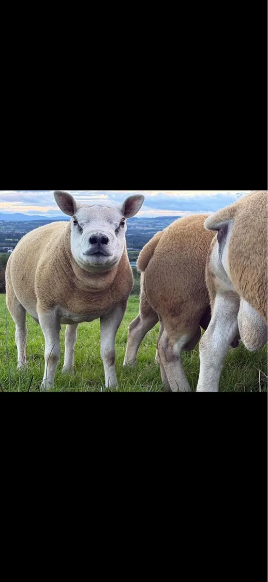 Pedigree shearling rams - Image 2