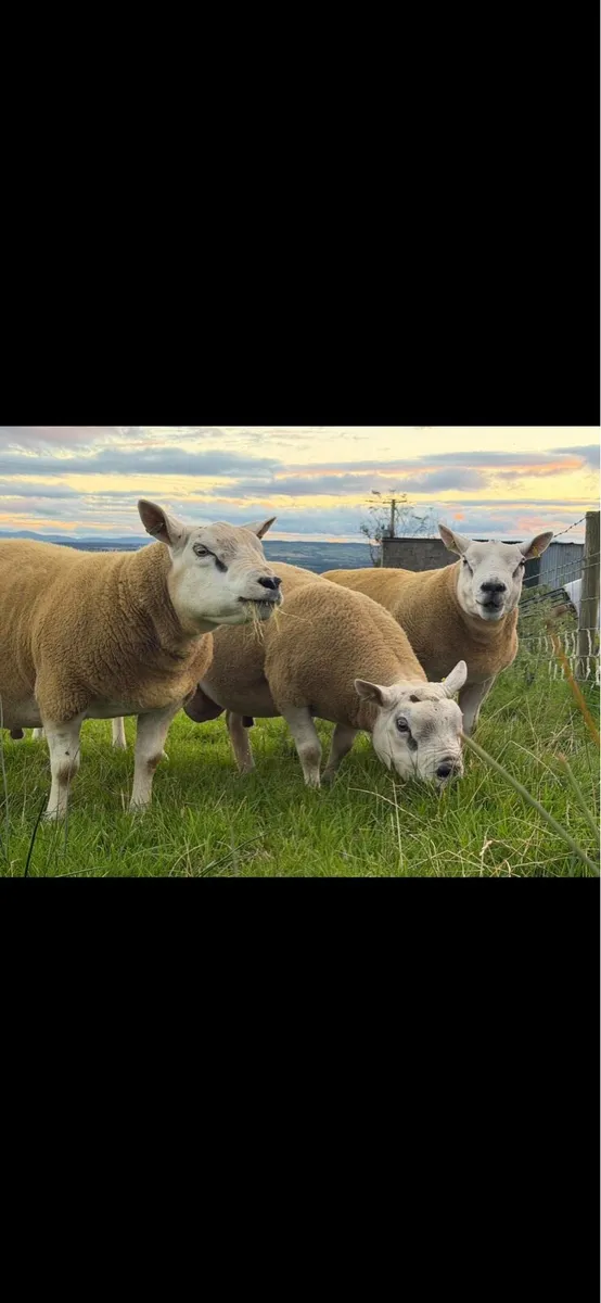 Pedigree shearling rams - Image 3
