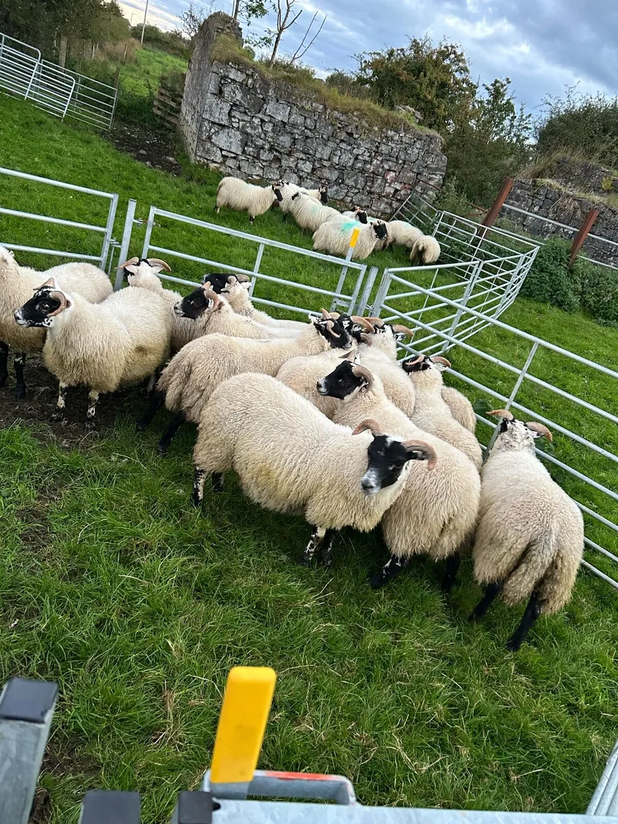 Lanark ewe lambs - Image 1