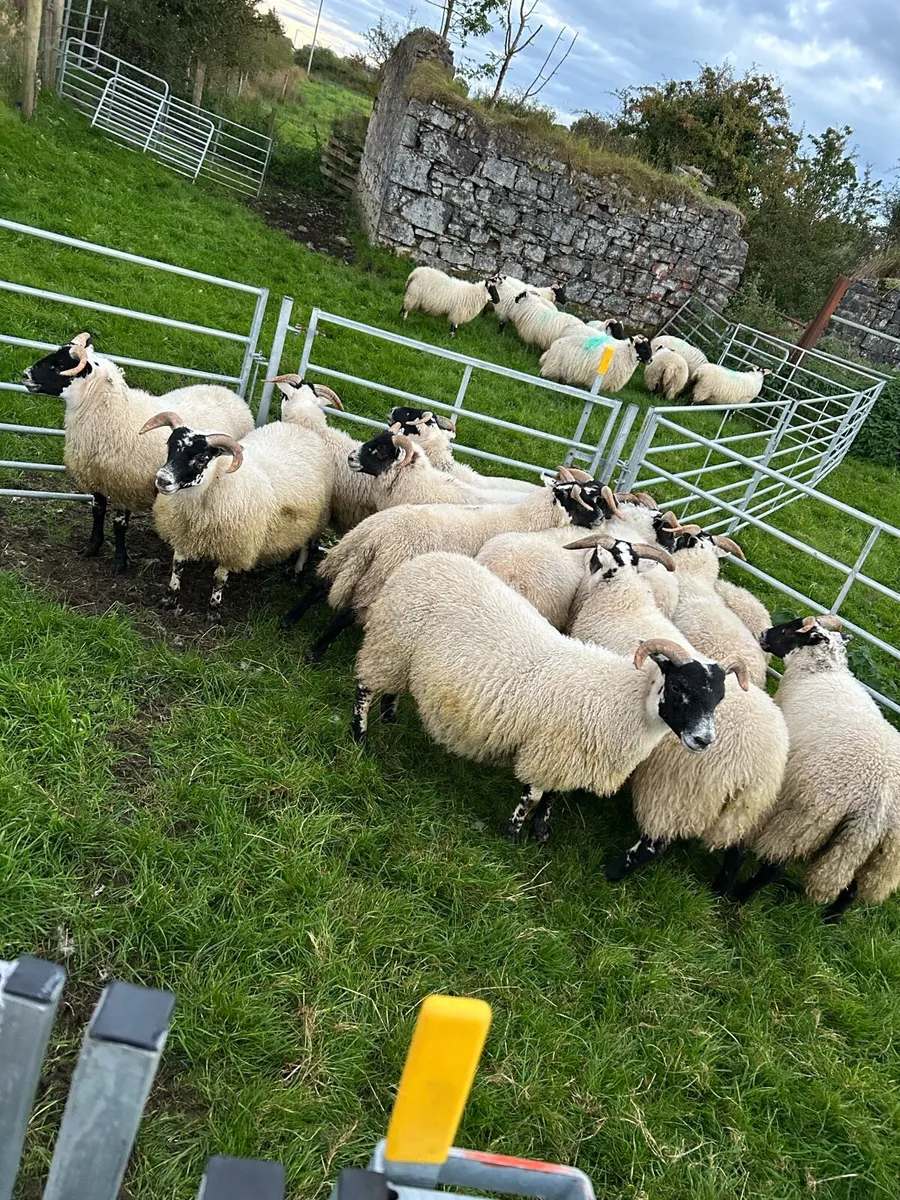 Lanark ewe lambs - Image 2