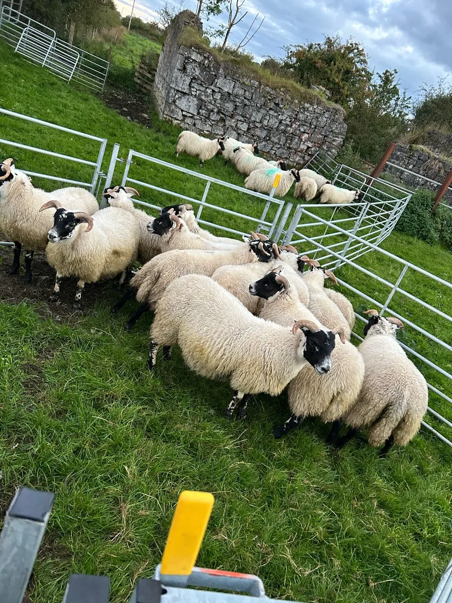 Lanark ewe lambs - Image 3