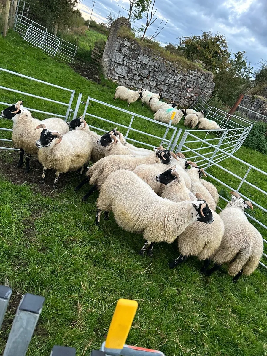 Lanark ewe lambs - Image 4
