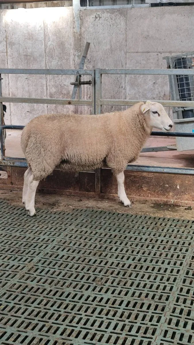 Pedigree Lleyn Ram lamb - Image 1
