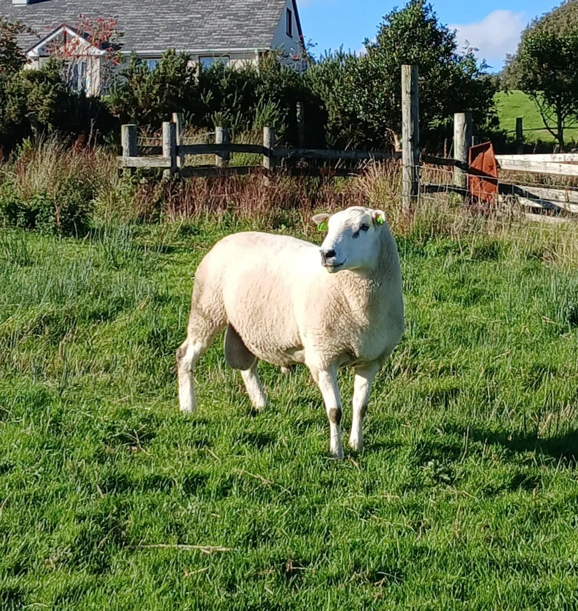 Lleyn Ram/Ram Lambs Pedigree Registered - Image 3