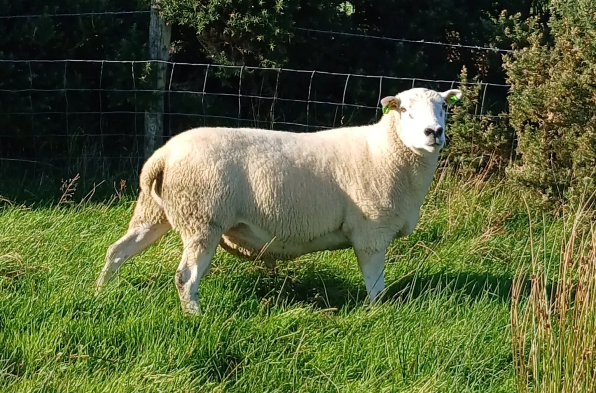Lleyn Ram/Ram Lambs Pedigree Registered - Image 4