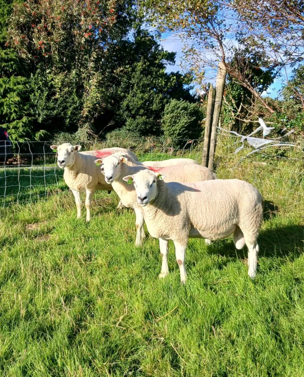 Lleyn Rams/Lambs - Image 1