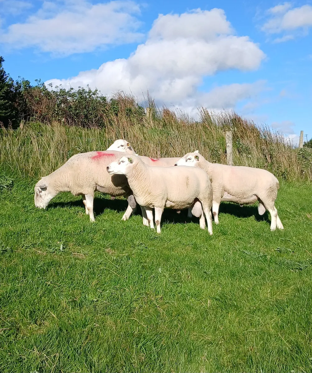 Lleyn Rams/Lambs - Image 2