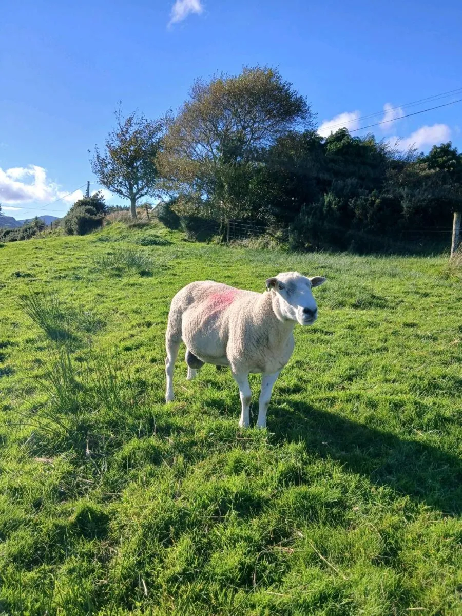 Lleyn Rams/Lambs - Image 3