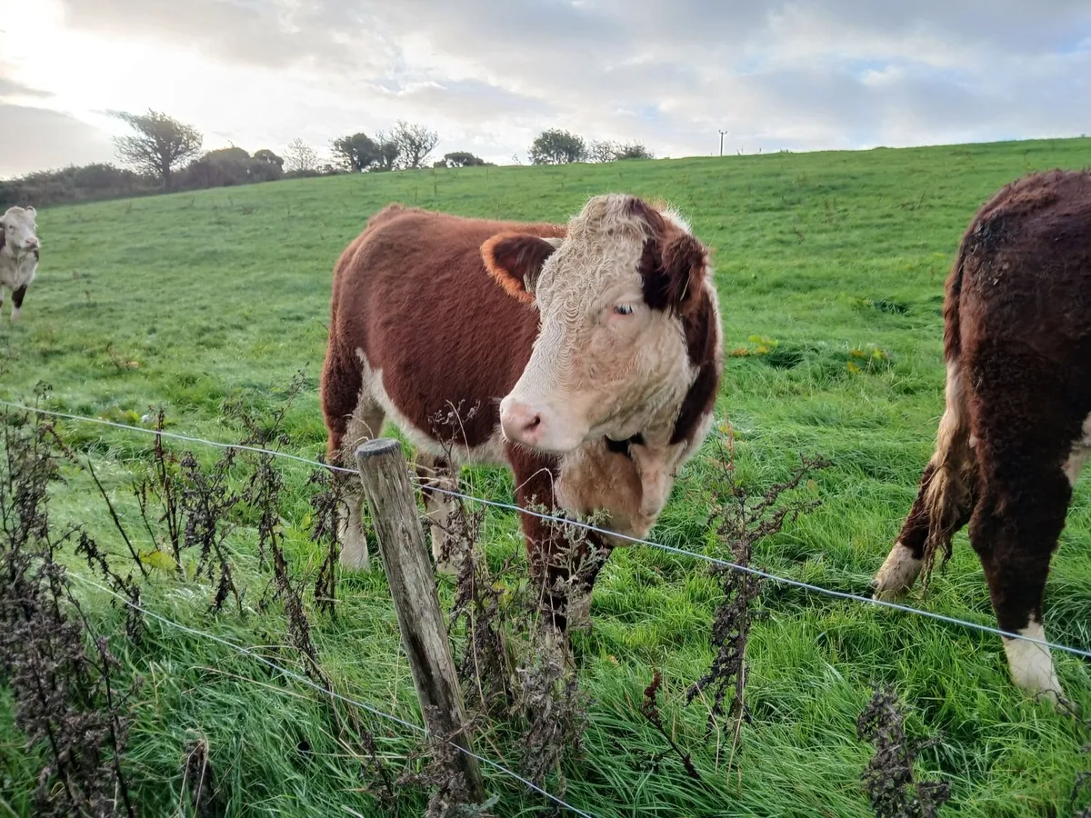 PBR HEREFORD & ANGUS HEIFERS FOR SALE - Image 2