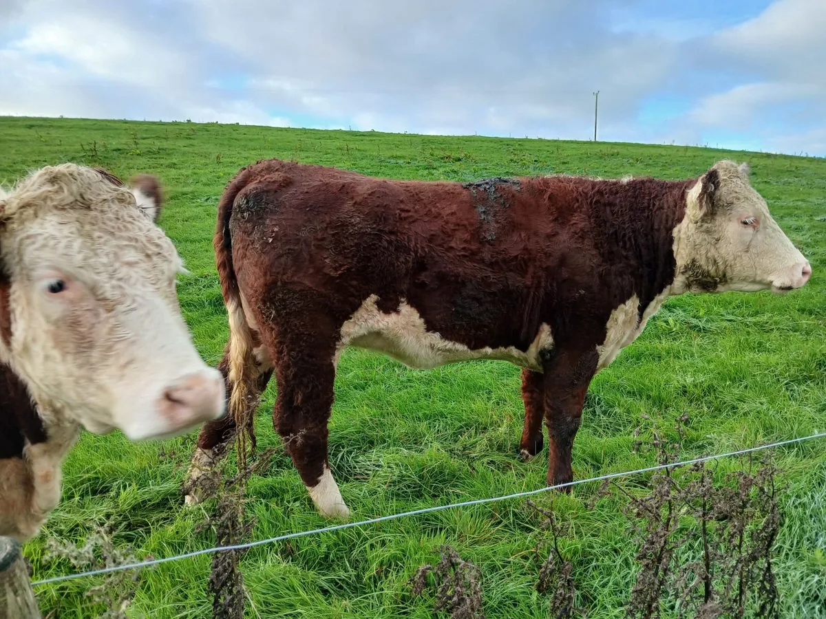 PBR HEREFORD & ANGUS HEIFERS FOR SALE - Image 3