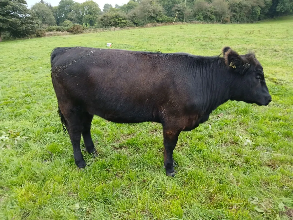 PBR HEREFORD & ANGUS HEIFERS FOR SALE - Image 4