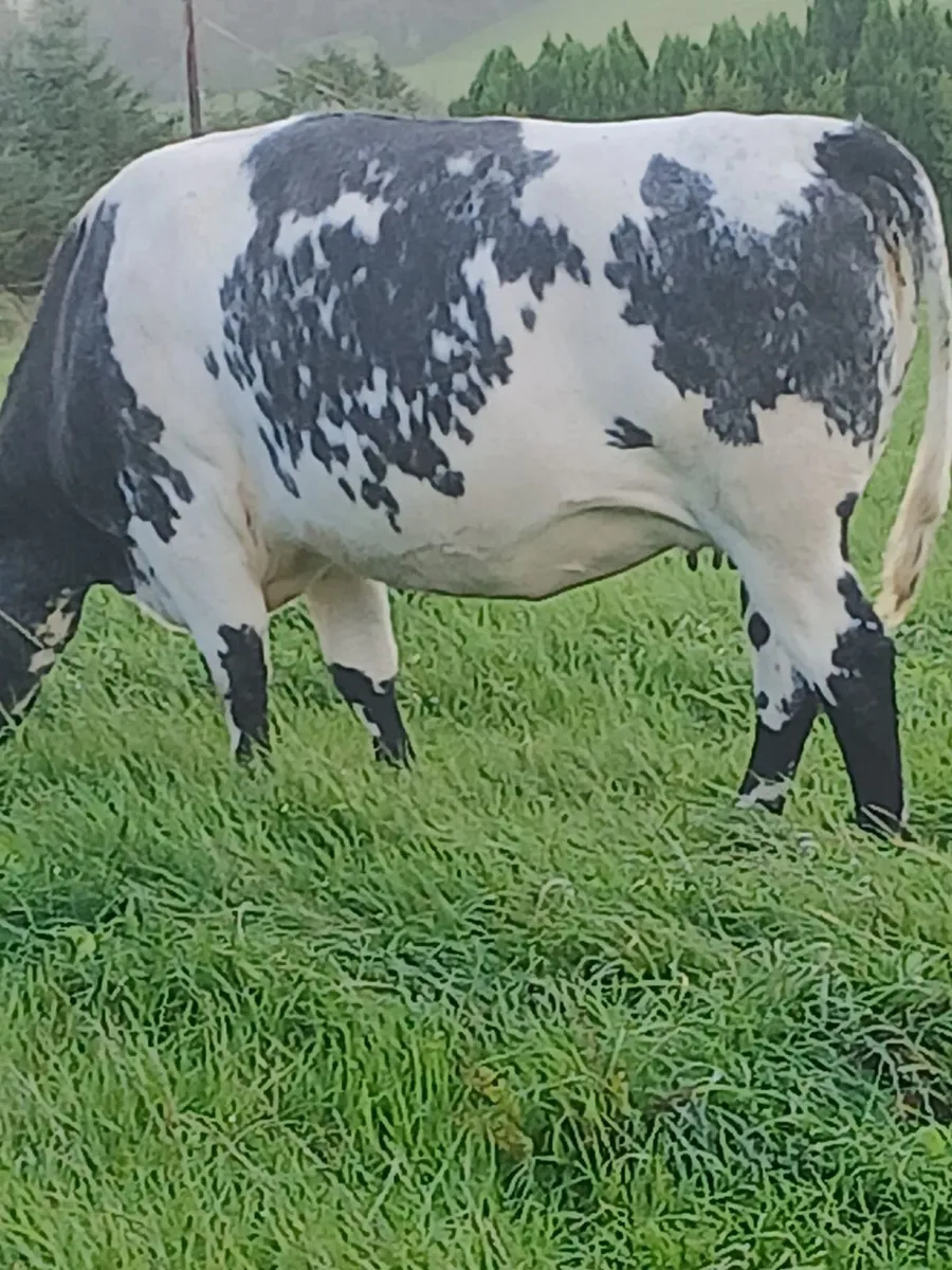 2 x in calf heifers - Image 1