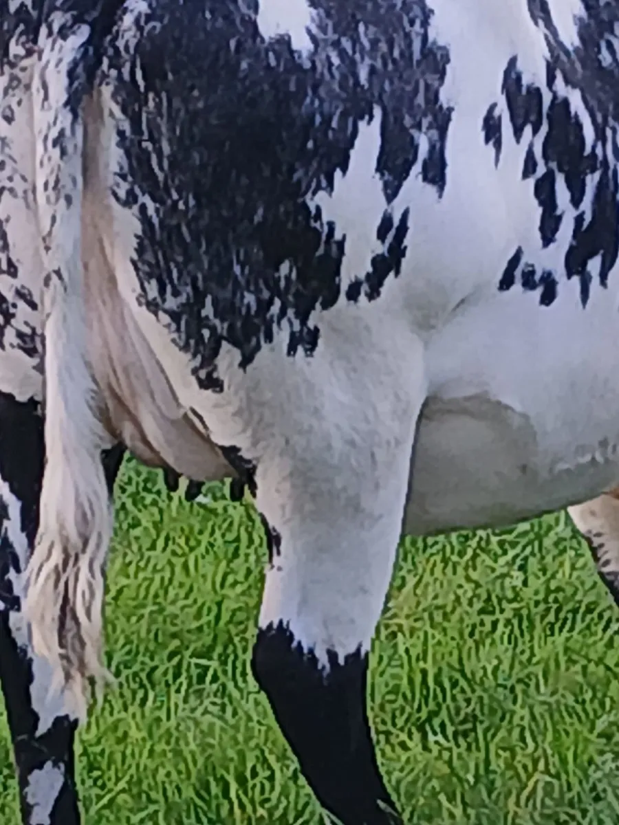 2 x in calf heifers - Image 4